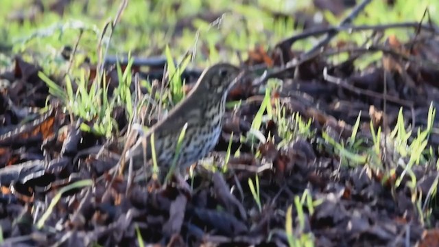 Song Thrush - ML284676121