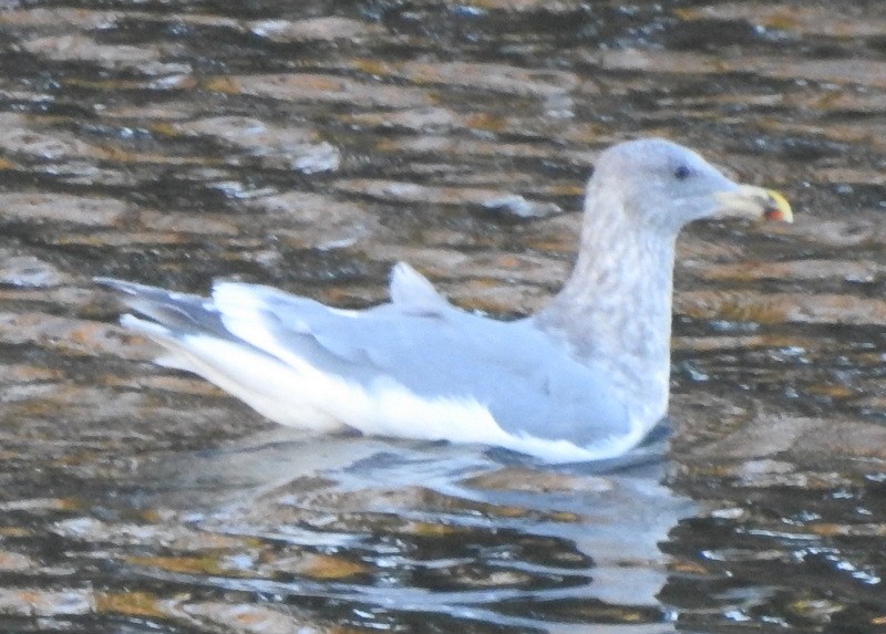 Western x Glaucous-winged Gull (hybrid) - ML284679591