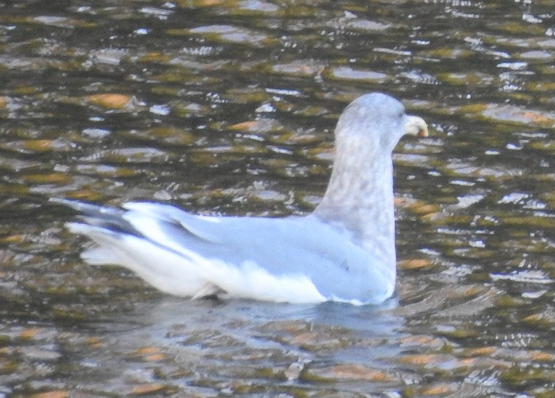Western x Glaucous-winged Gull (hybrid) - Andy Frank
