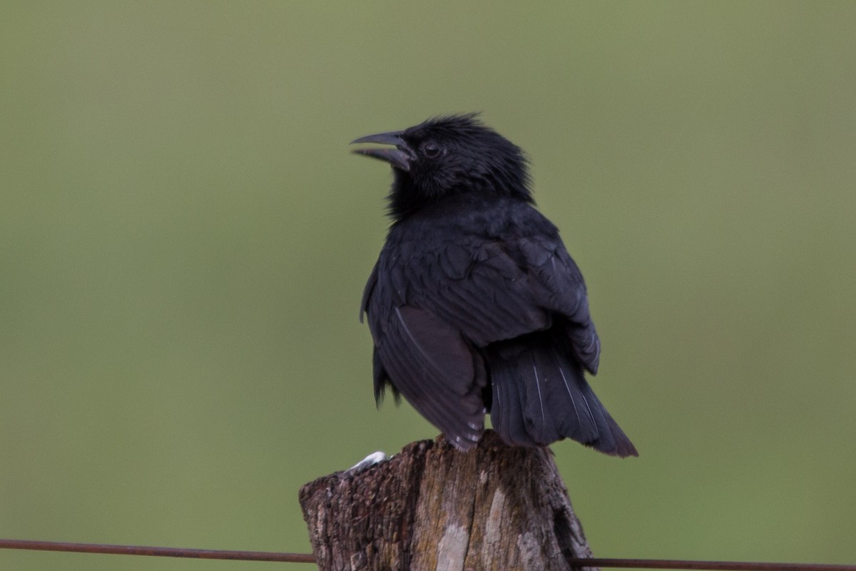 Chopi Blackbird - ML284679891