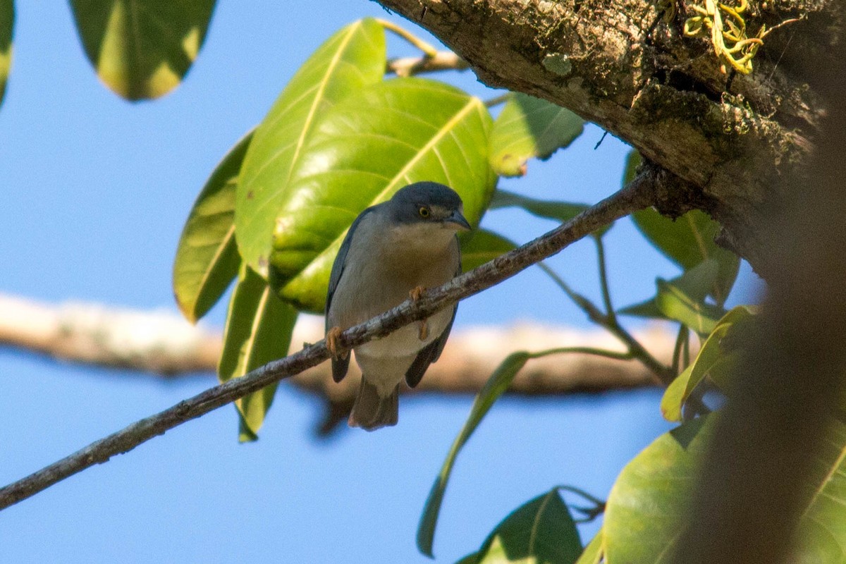 Hooded Tanager - ML284681421