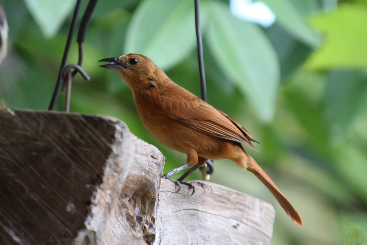 White-lined Tanager - ML284682751