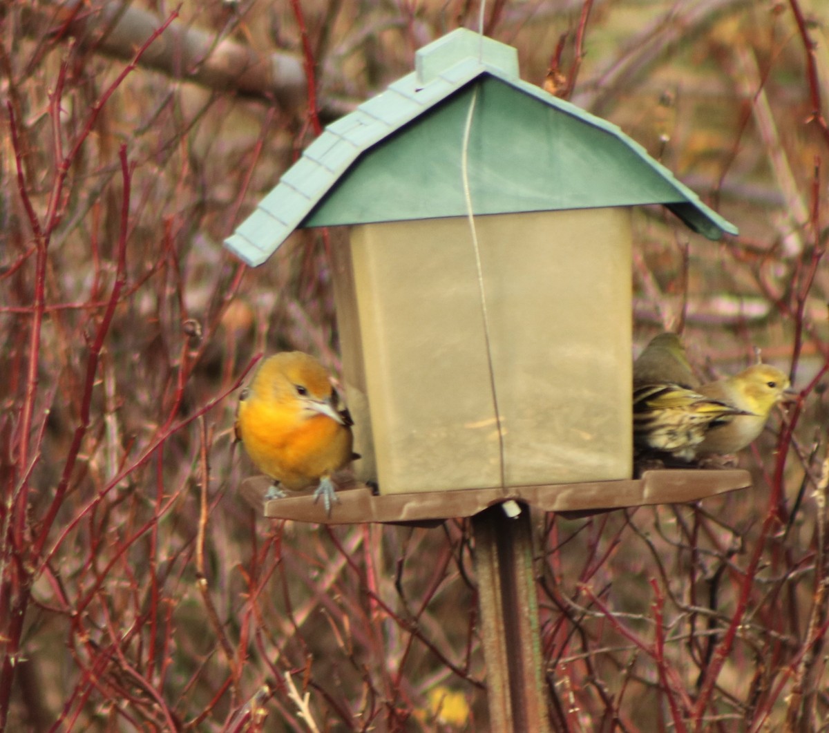 Baltimore Oriole - ML284683271