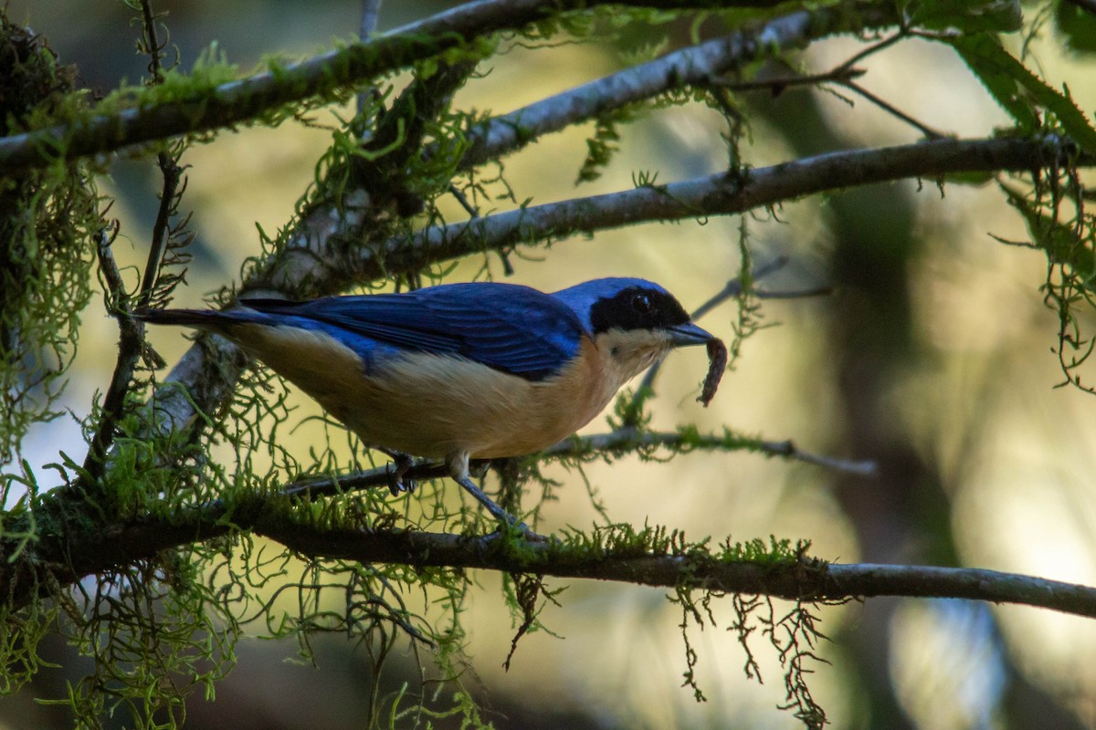 Fawn-breasted Tanager - ML284683541