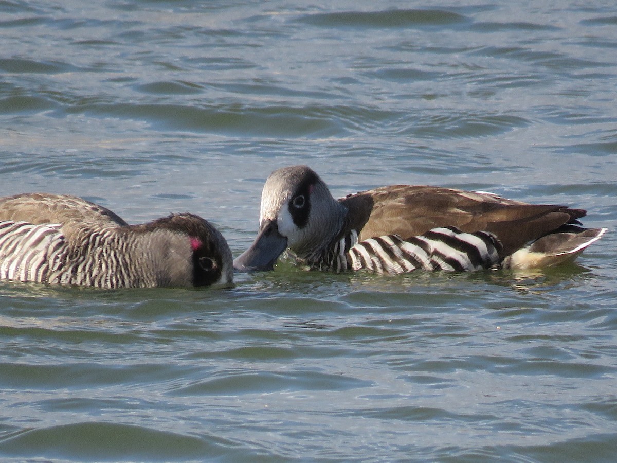 Pink-eared Duck - ML28468431