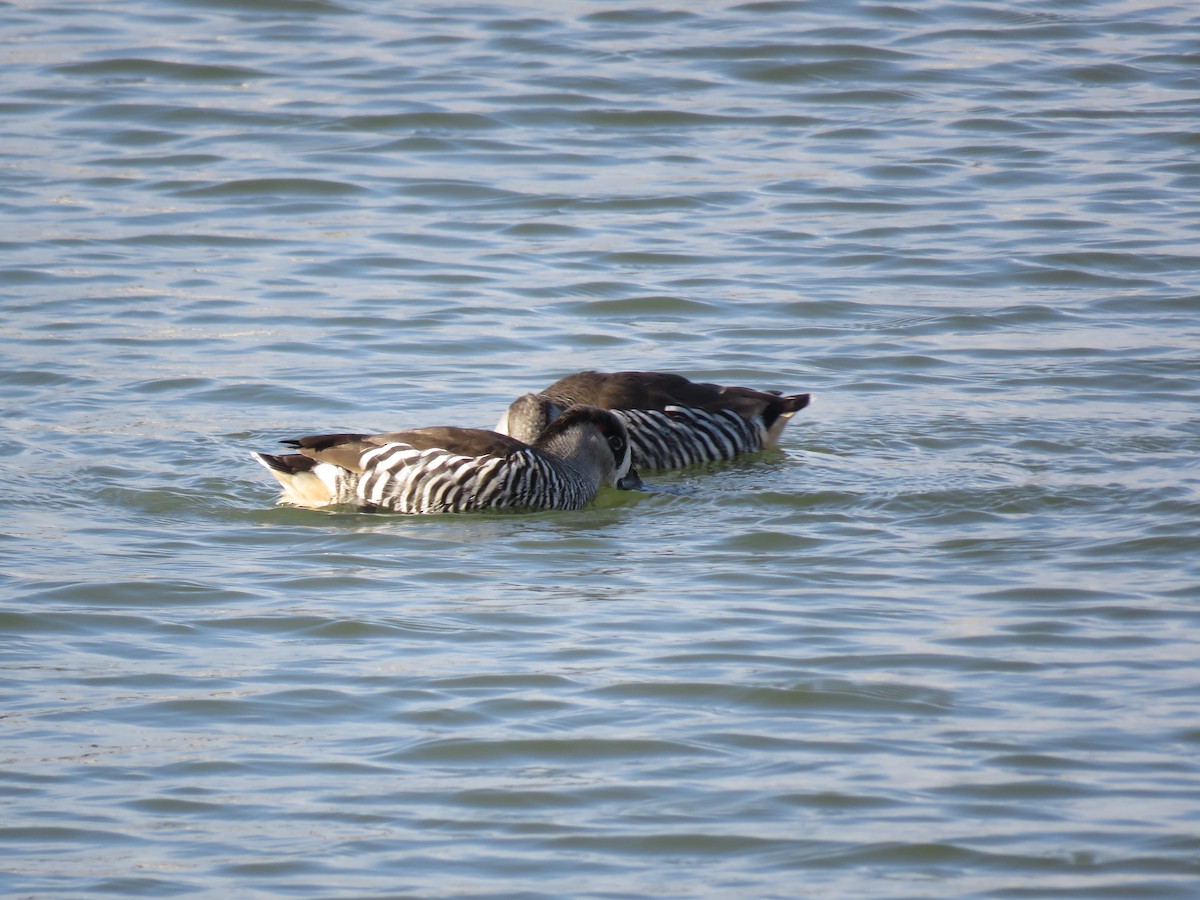 Pink-eared Duck - ML28468441