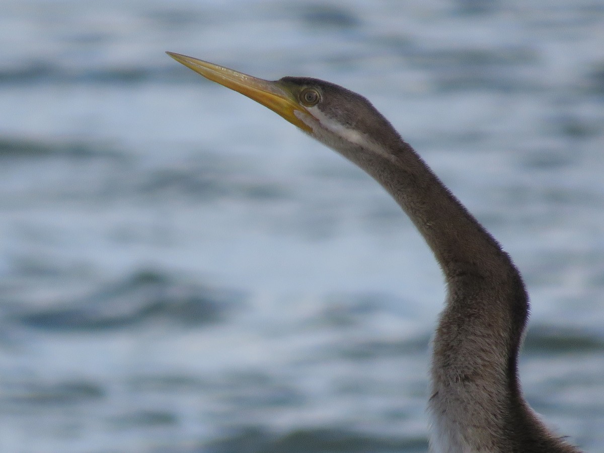 Australasian Darter - ML28468451