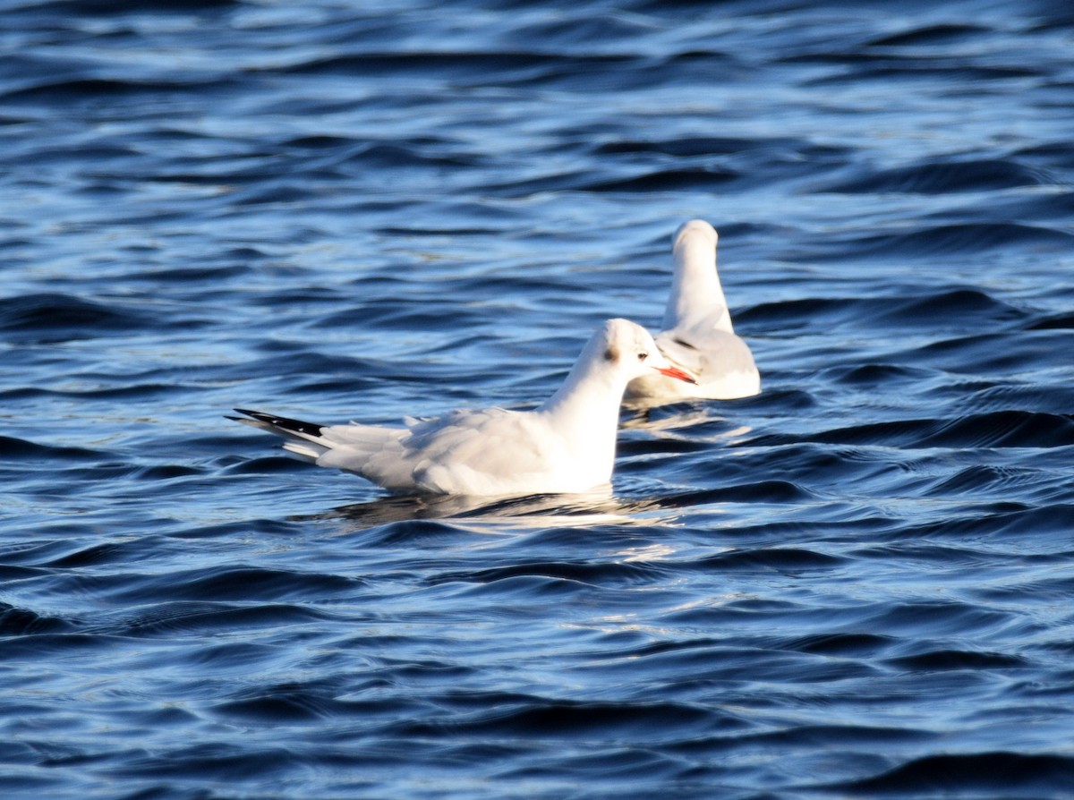 Mouette rieuse - ML284684561