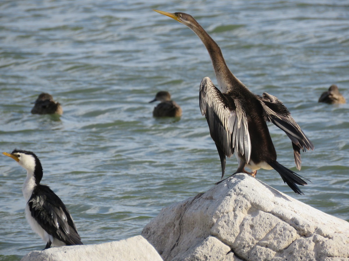 Australasian Darter - ML28468461