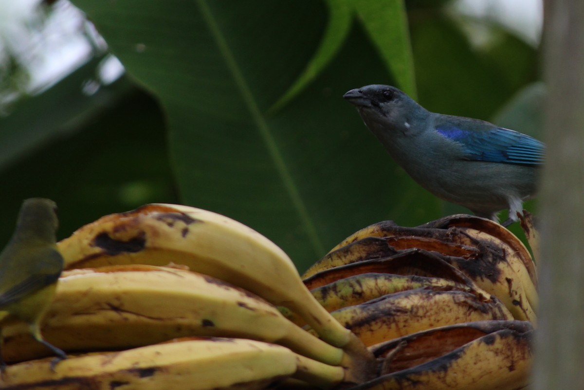 Azure-shouldered Tanager - ML284684741