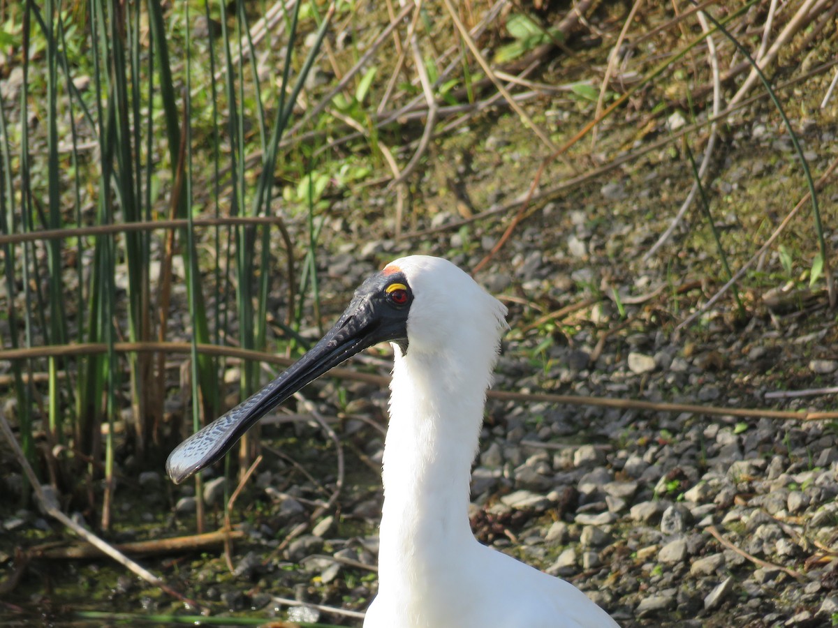 Royal Spoonbill - ML28468501
