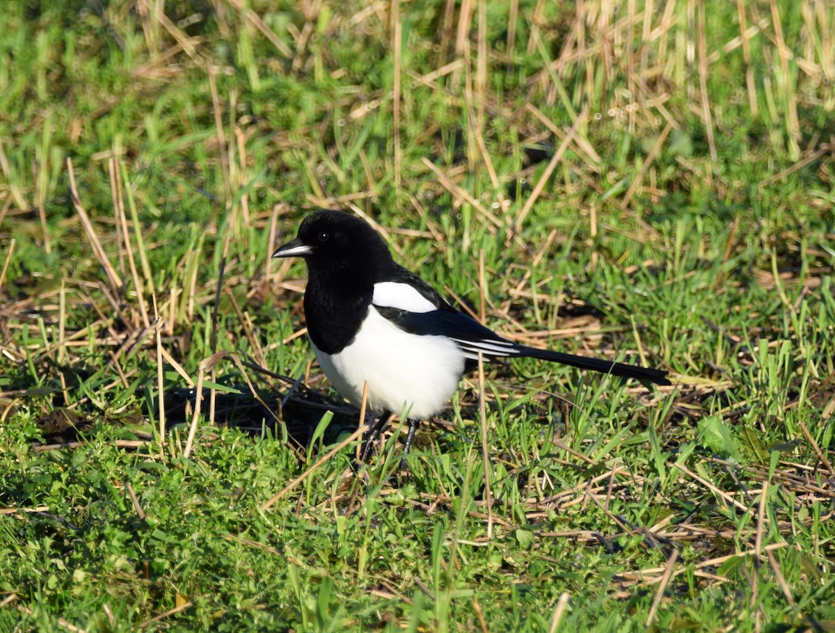 Eurasian Magpie - A Emmerson