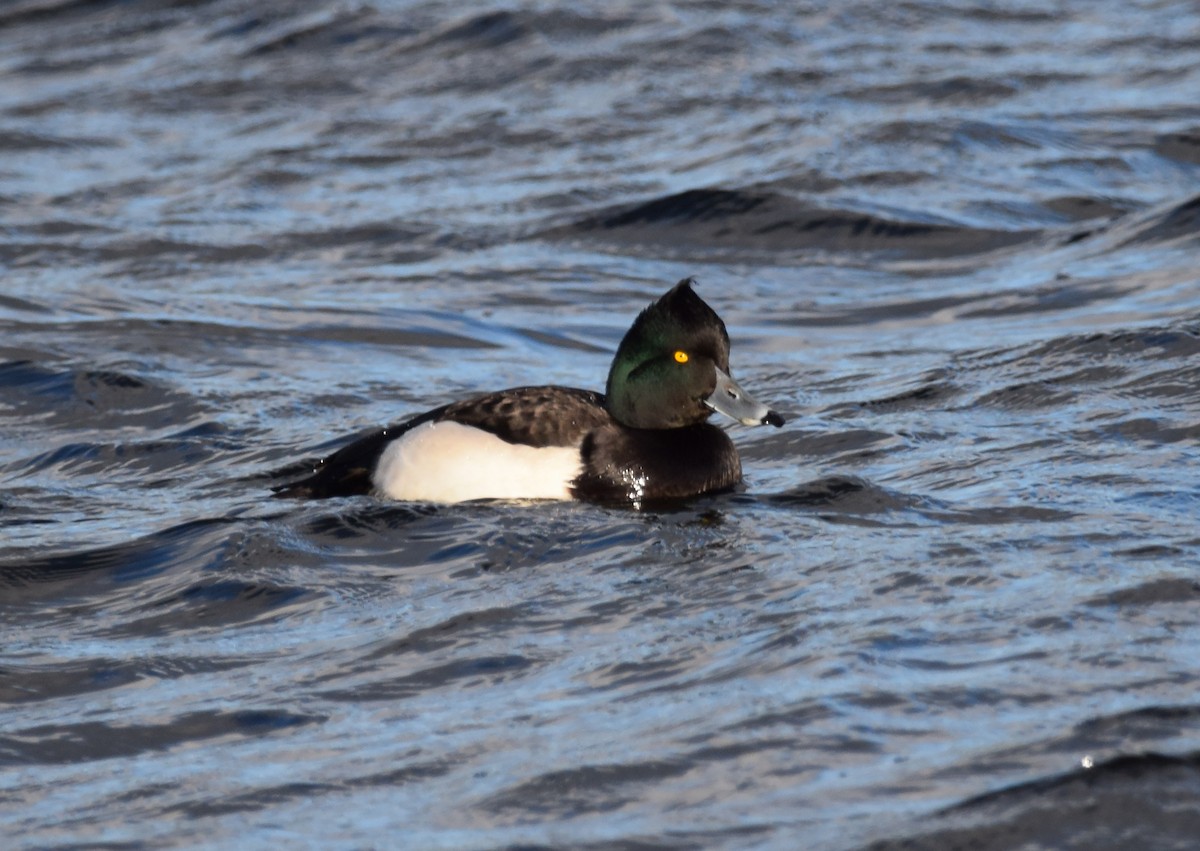 Tufted Duck - ML284685121