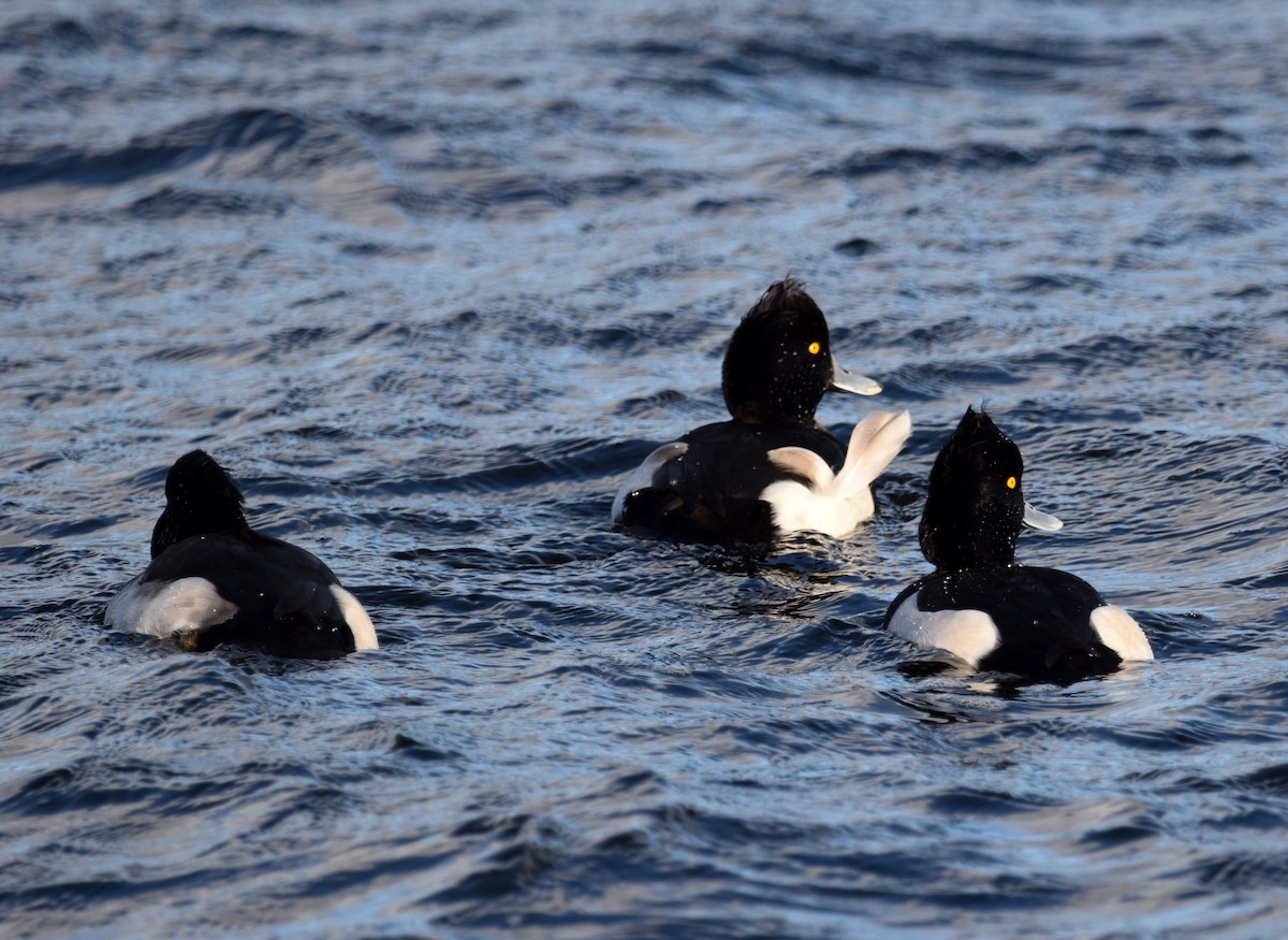Tufted Duck - ML284685161