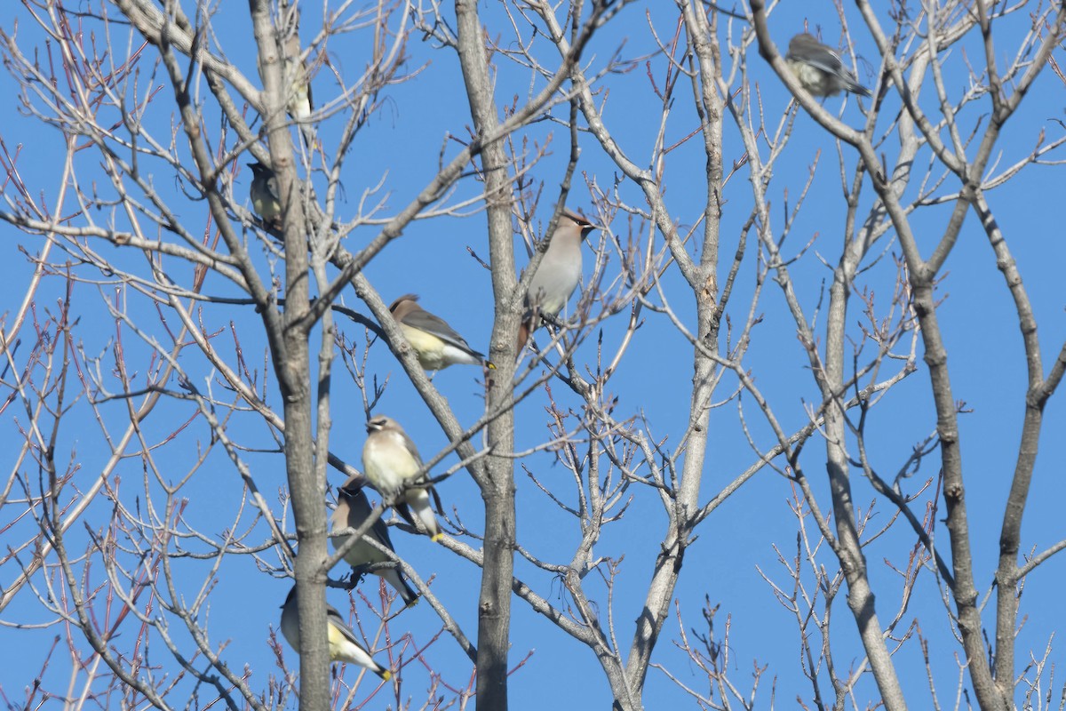 Bohemian Waxwing - ML284685311