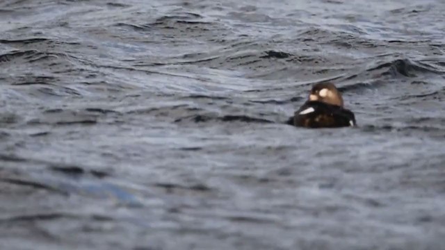 Macreuse brune - ML284685751