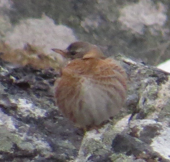 Naumann's Thrush - Rich Hoyer