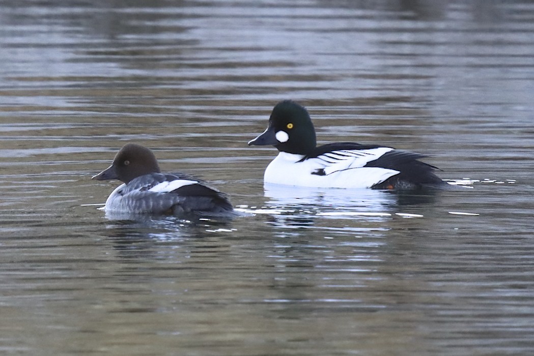 Common Goldeneye - ML284685931