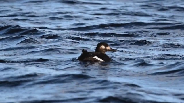 Macreuse brune - ML284686071