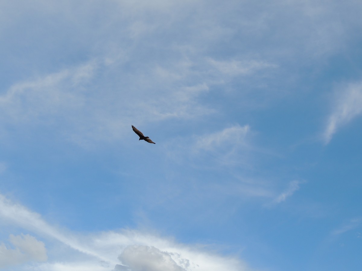 Turkey Vulture - ML284686251