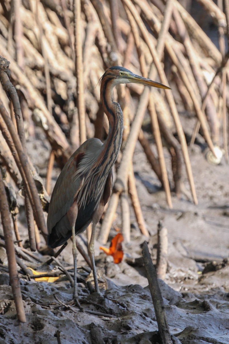 Purple Heron - ML284686321