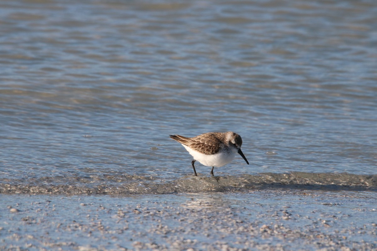 beringsnipe - ML284686791