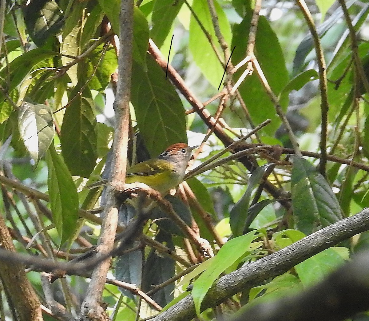 Chestnut-crowned Warbler - ML28468831
