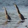 Bare-throated Tiger-Heron - ML284689621