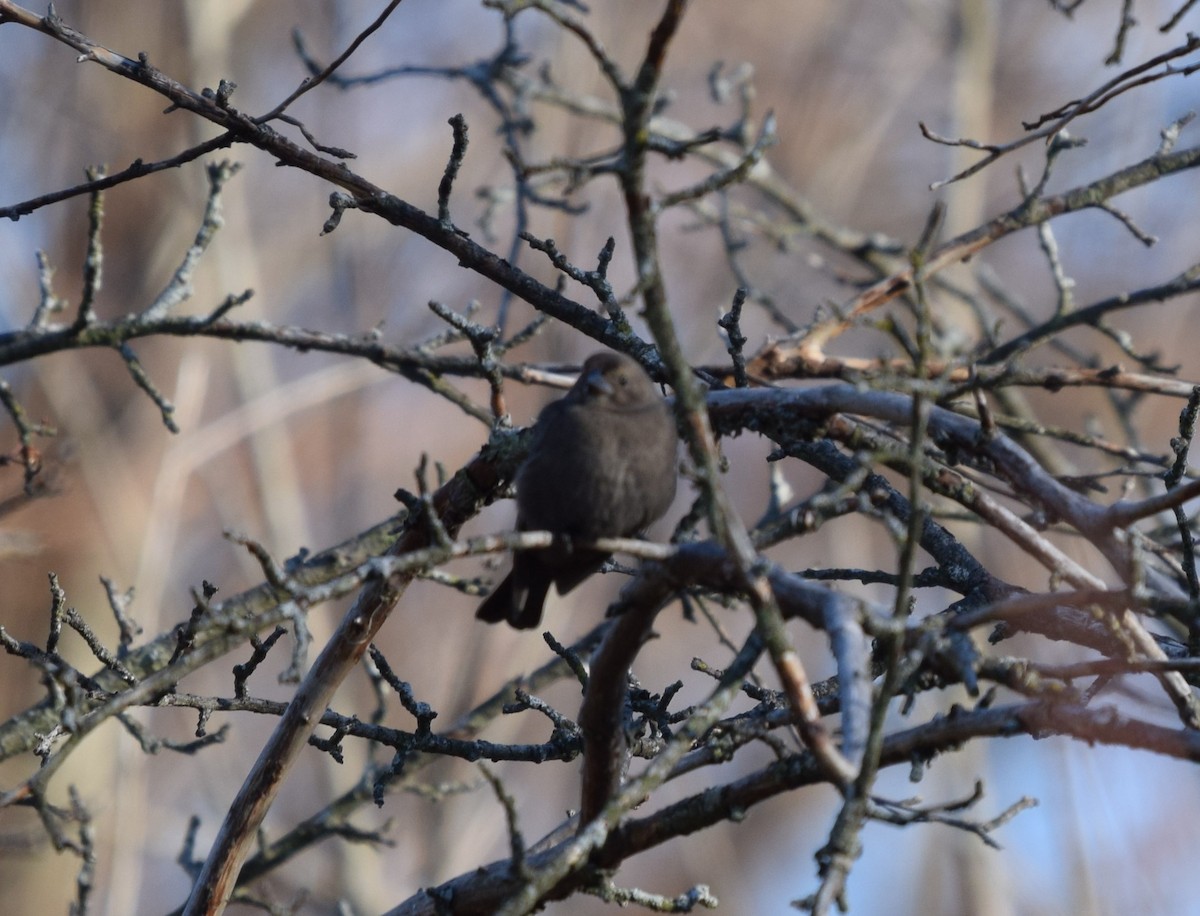 Brown-headed Cowbird - ML284690481