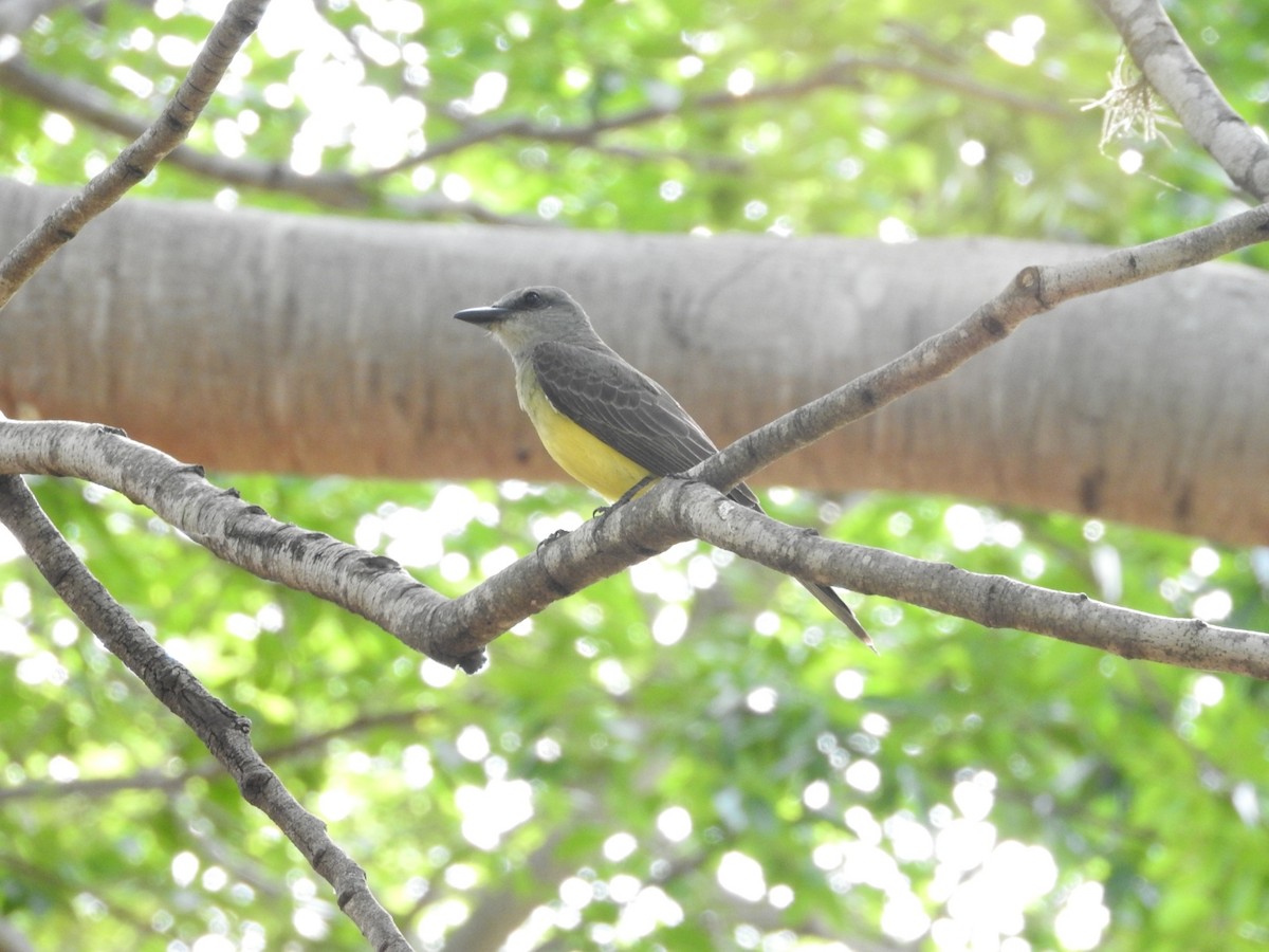 Tropical Kingbird - ML284691221