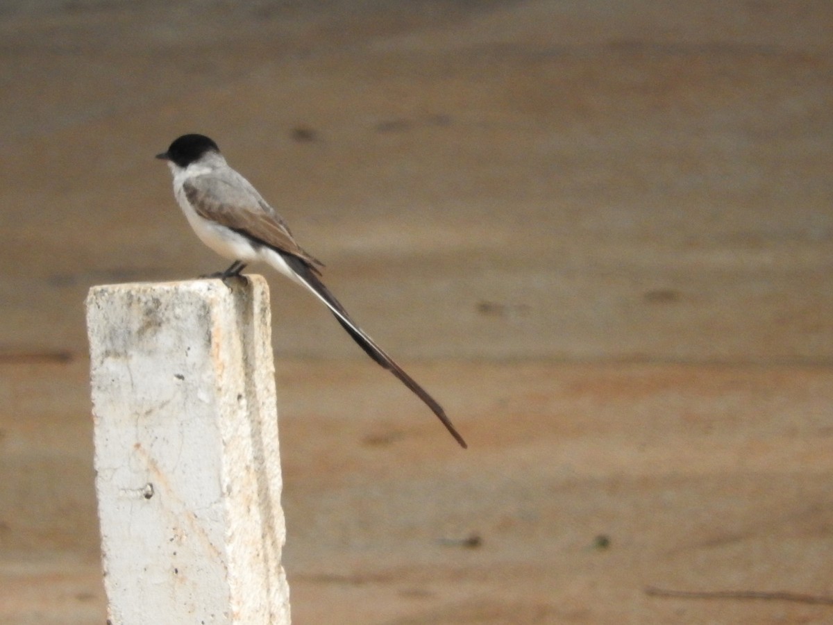 Fork-tailed Flycatcher - ML284691321