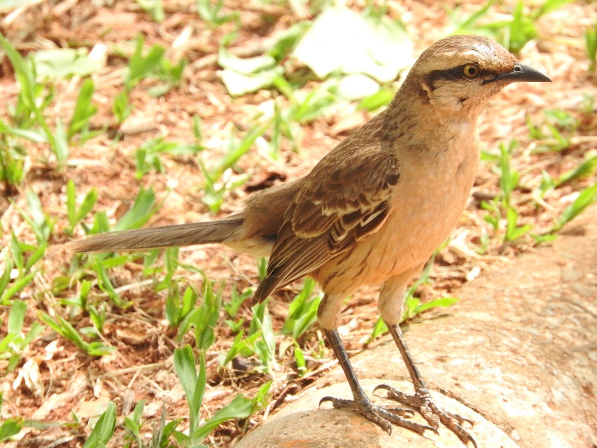 Chalk-browed Mockingbird - ML284691551