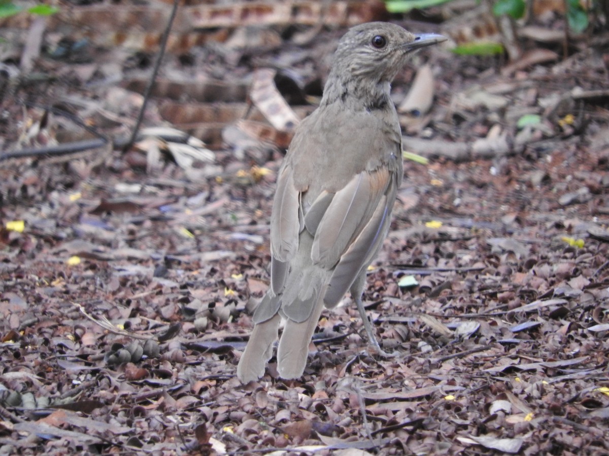 Pale-breasted Thrush - ML284691611