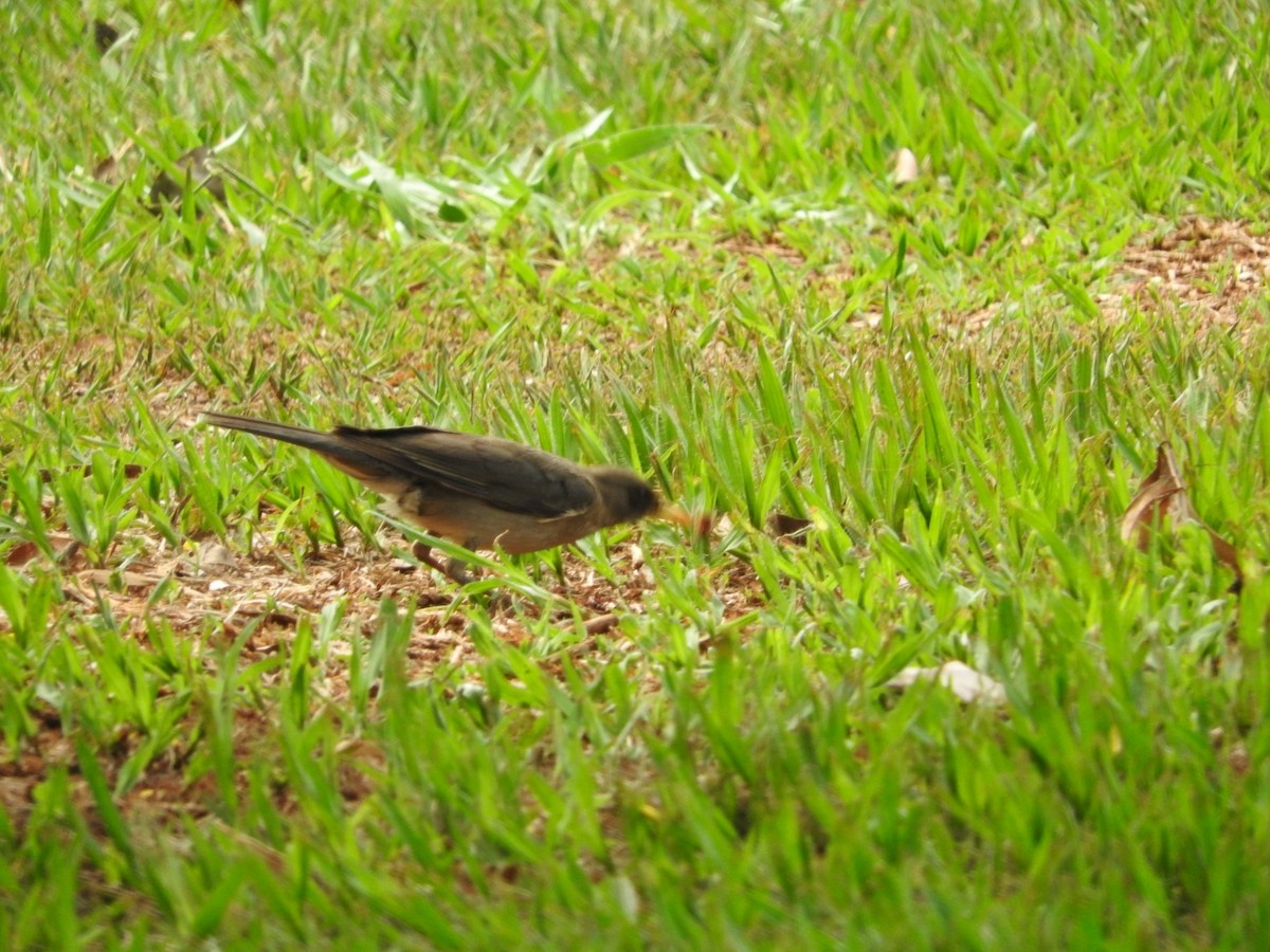 Creamy-bellied Thrush - ML284691711