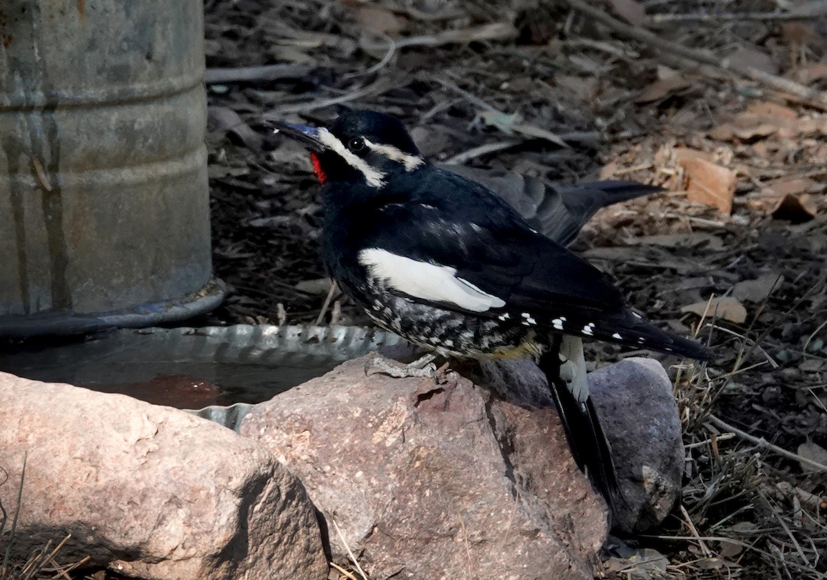 Williamson's Sapsucker - Laura Paulson