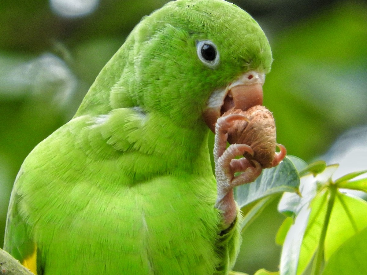 Yellow-chevroned Parakeet - ML284692351