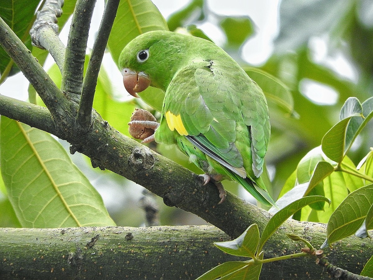 Yellow-chevroned Parakeet - ML284692381