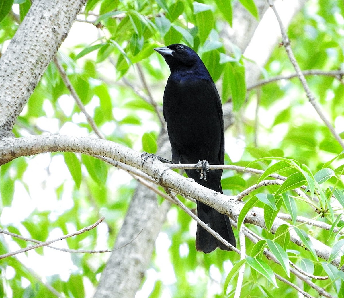 Shiny Cowbird - ML284692501