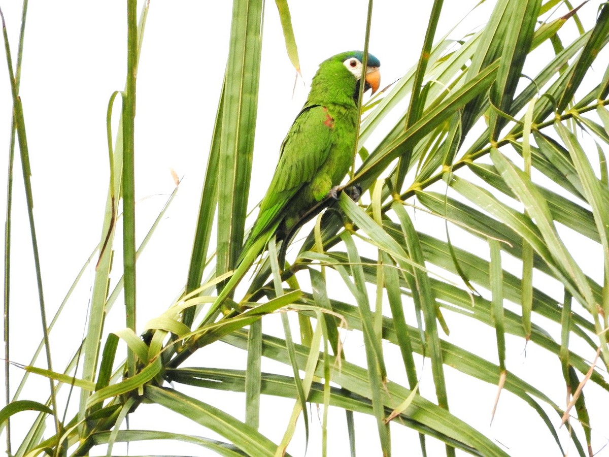 Red-shouldered Macaw - ML284692611