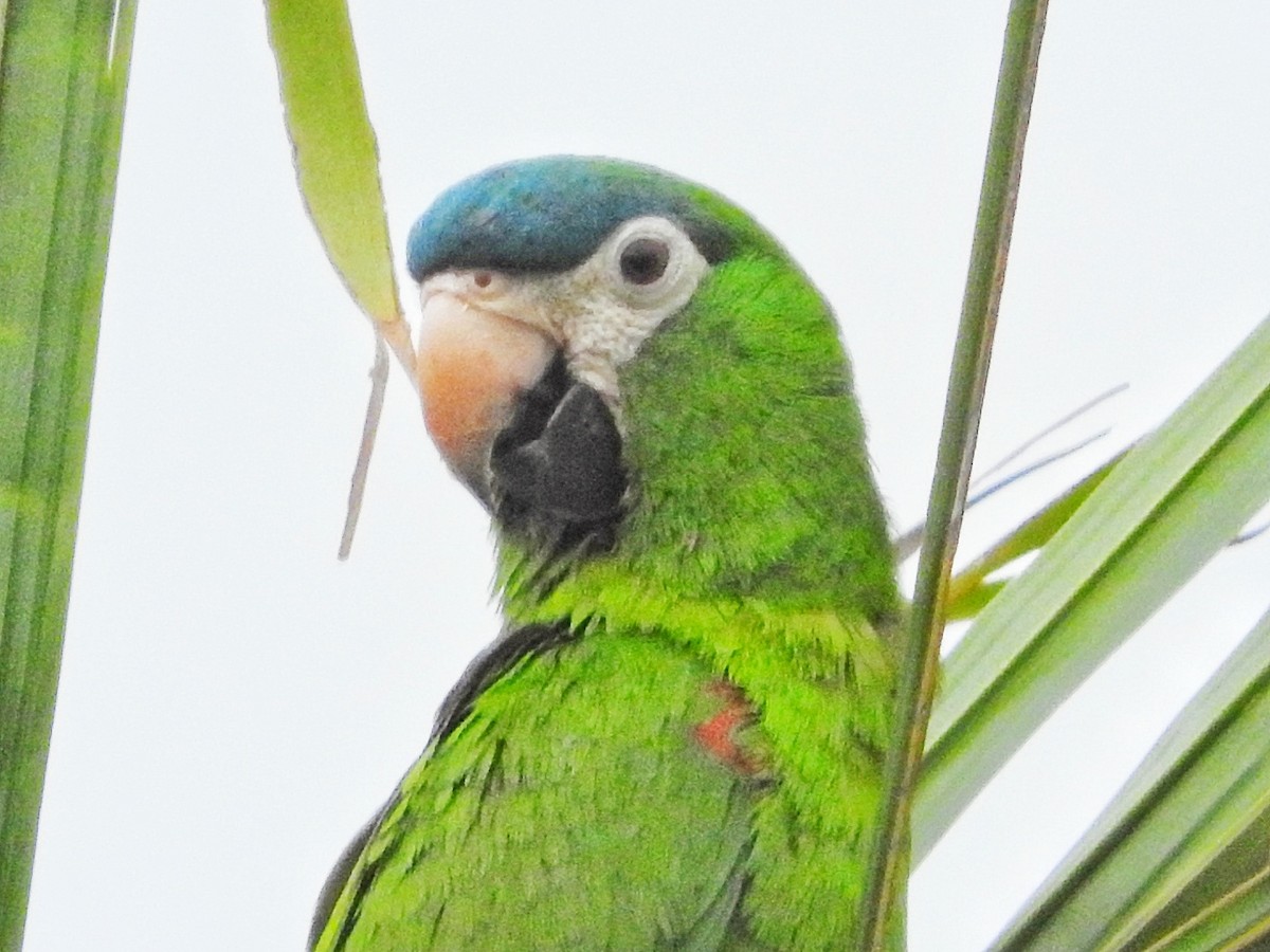 Red-shouldered Macaw - ML284692621