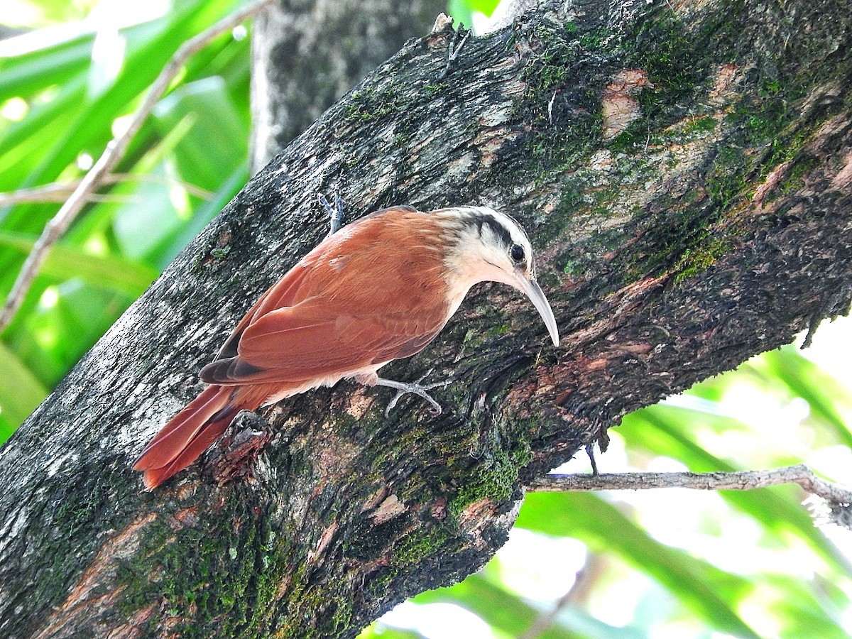 Narrow-billed Woodcreeper - ML284692781
