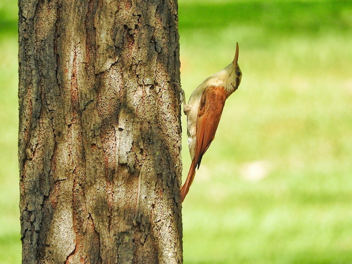 Narrow-billed Woodcreeper - ML284692791