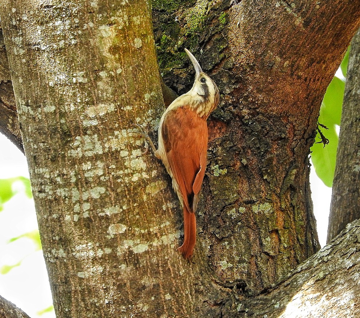 Narrow-billed Woodcreeper - ML284692801