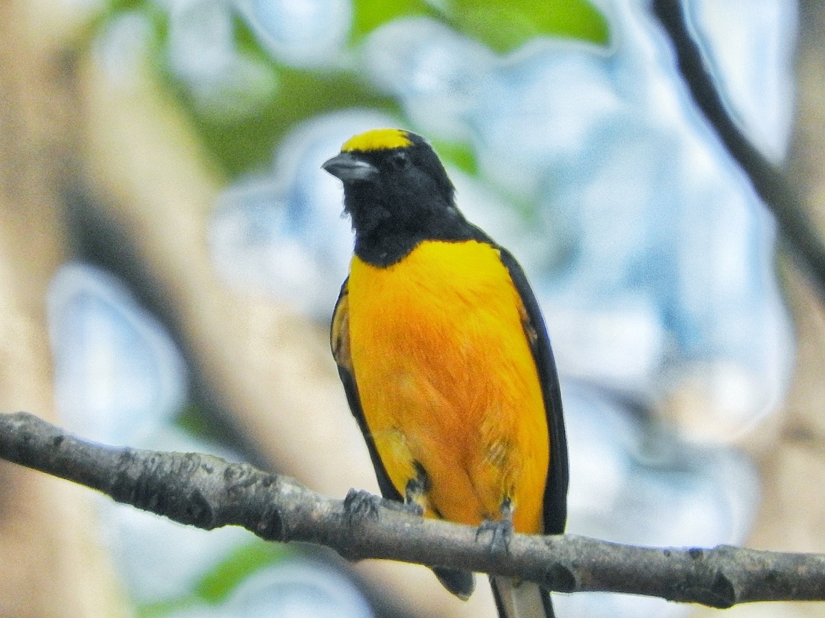 Purple-throated Euphonia - ML284692921
