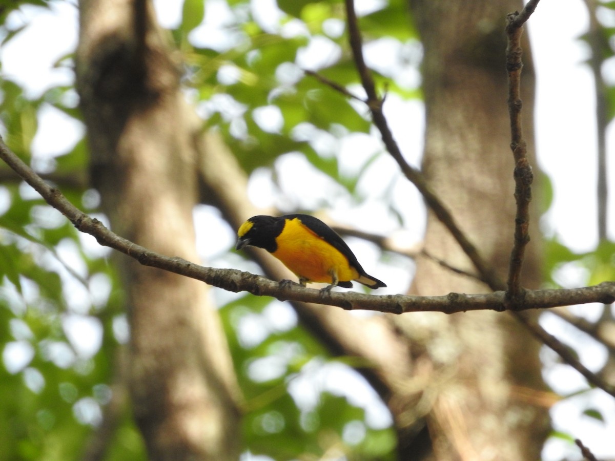 Purple-throated Euphonia - ML284692991
