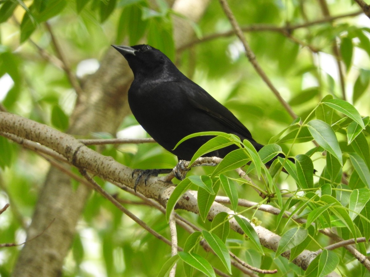 Shiny Cowbird - ML284693051