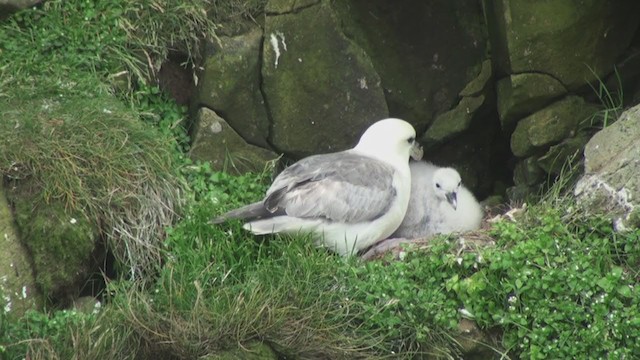 Fulmar boréal (glacialis/auduboni) - ML284693221