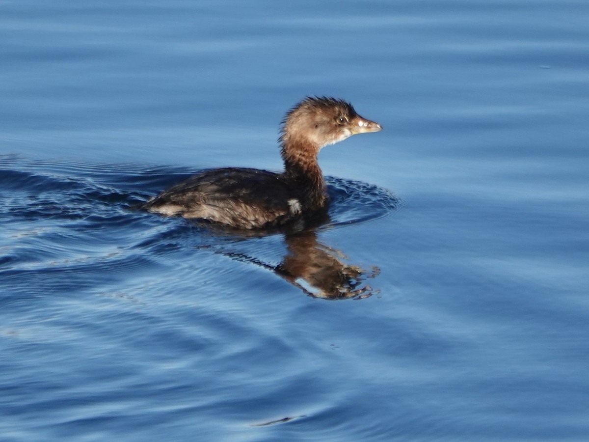 Pied-billed Grebe - Liz Soria