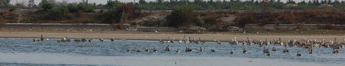 pelikán skvrnozobý - ML28469471