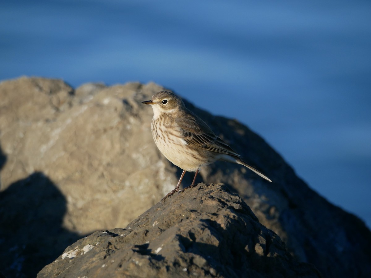 American Pipit - Barbara Coll